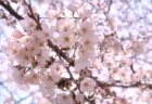 【レイキWS・４月】本日のテーマは、、やっぱり桜の精霊もね♡