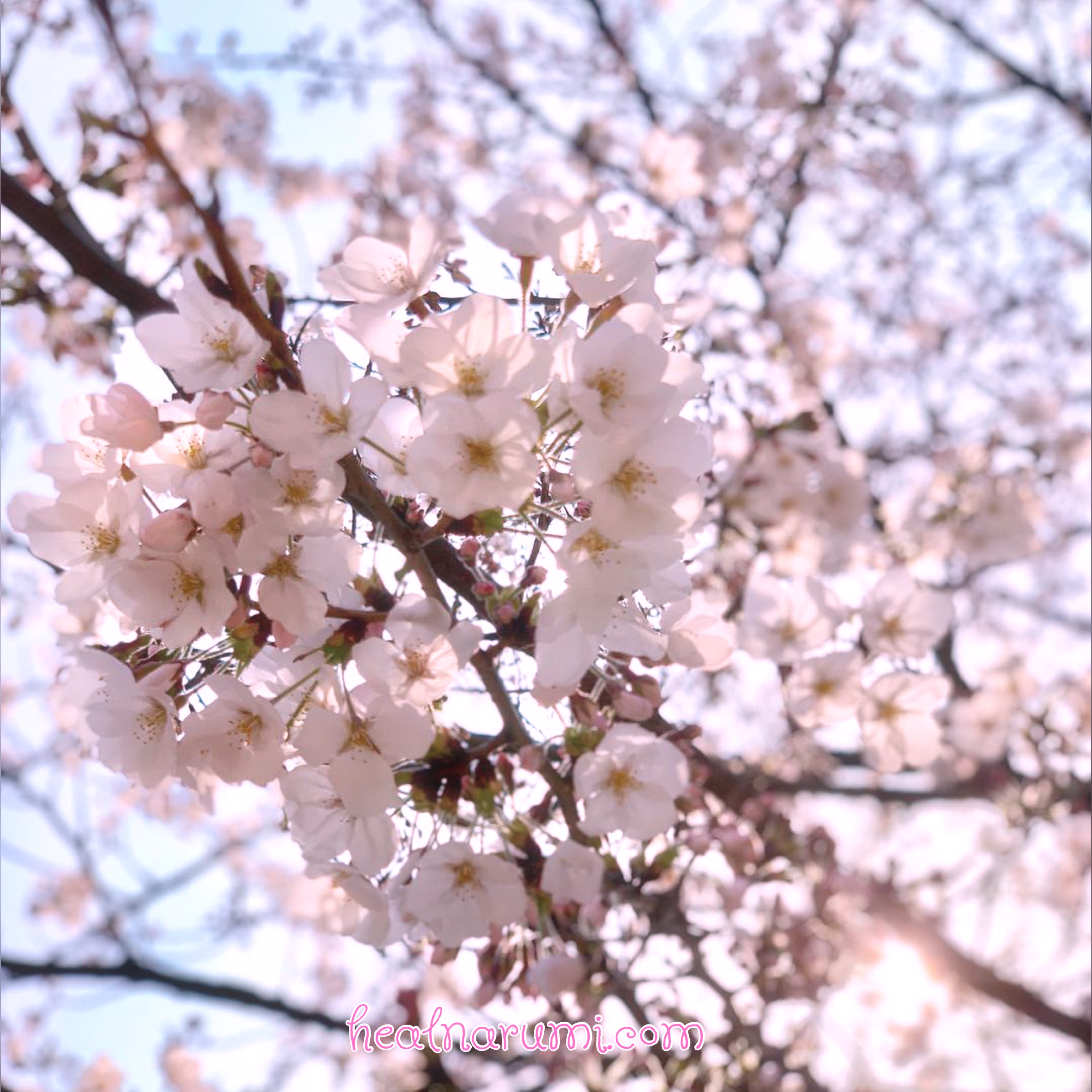 【レイキWS・４月】本日のテーマは、、やっぱり桜の精霊もね♡