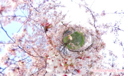 【季節限定】もうすぐ桜の季節です！ひと足お先にお花見気分