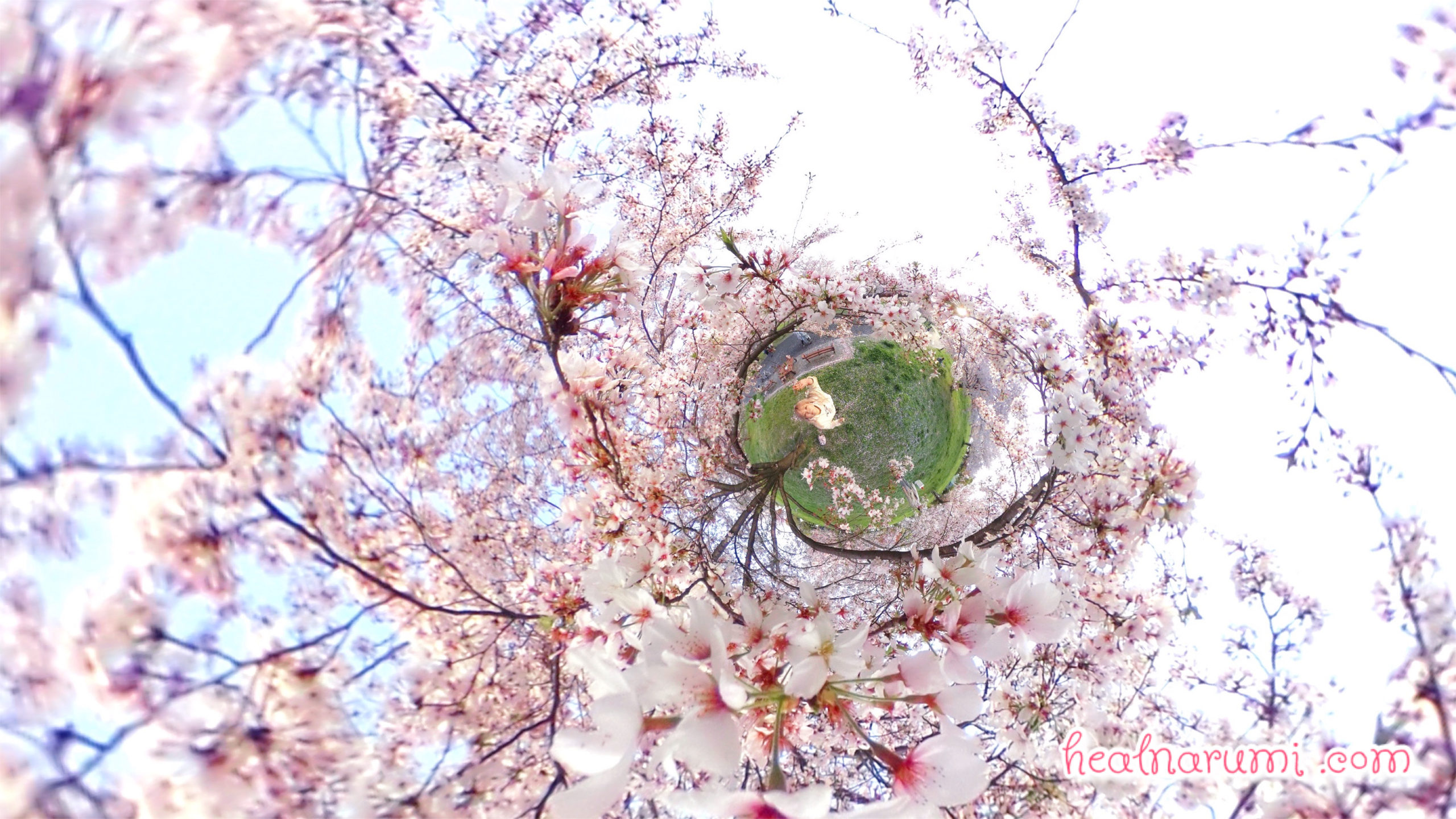 【季節限定】もうすぐ桜の季節です！ひと足お先にお花見気分